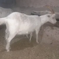 بز سانن۳کیلو شیر دو قلو زا.معاوضه با بره