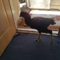 خروس لاری|حیوانات مزرعه|قم, لسانی|دیوار