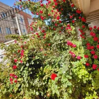 اجاره-خانه-ویلایی