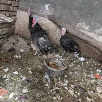 بوقلمون