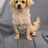 سگ پامر|سگ|مشهد, نیروی هوایی|دیوار