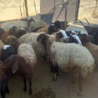 گوسفندداشتی