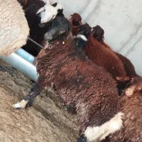 گوسفند افشار خوش هیکل خوش دمه