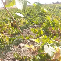 فروش نهال انگور یکساله و دوساله|خدمات باغبانی و درختکاری|تاکستان, |دیوار