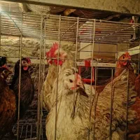 فروش مرغ محلی در رابر