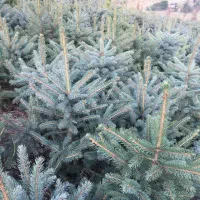 خرید و فروش انواع نهال کاج نوئل ابی ابی اس|خدمات باغبانی و درختکاری|کلاردشت, |دیوار