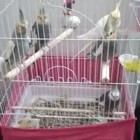 عروس هلندی