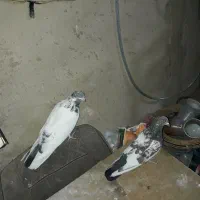 کفتر|پرنده|سیلاخور, |دیوار