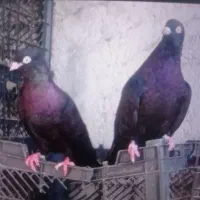 تعدادی سیاه آبادان و طوقی درجه یک|پرنده|بندر گناوه, |دیوار