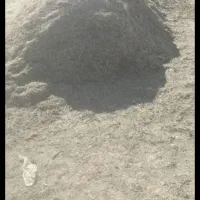 فروش ۳ تن علوفه درجه یک همه گیاه