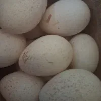 تخم بوقلمون