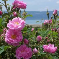 تور ترکیبی میمند و قلات بانوان