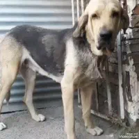 سگ پژدر