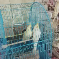 3جفت عروس هلندی نرماده کارداده تمیز جفتی 2500