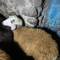 بره نر دامازدغ