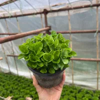 سبزه نارنج عمده ۲۰هزارتومن