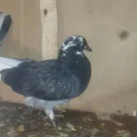 جوجه کبوتر پاپر بالغ روی تخم