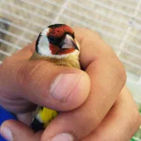 سهره چهارگل رسمی بروجرد|پرنده|مشهد, مشکینی (شهرک غرب)|دیوار