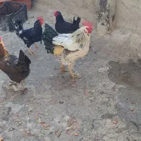 مرغ و‌خروس