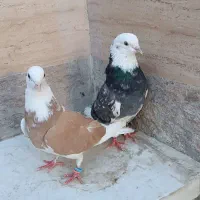 شازده هفت رنگ شازده زرد