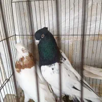 کبوتر کله سیاه نر پرنده شرطی|پرنده|باوی, |دیوار