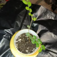 نهال نارون سیجو ( نهال اصل ژاپن مخصوص بنسای)