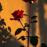 لیدر مترجم عربی  عرب هستم