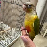 پرنده گرین چیک