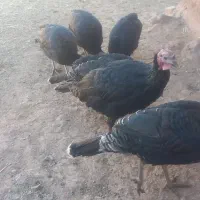 بوقلمون|حیوانات مزرعه|فیروزه, |دیوار