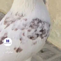 کبوتر یا کفتر