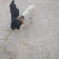 کهره شیری نر وماده