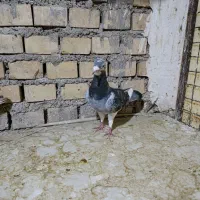 کبوترجان اردن نردرجه یک|پرنده|اهواز, کوی مندلی(سه راه خرمشهر)|دیوار