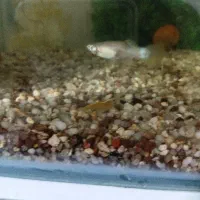 ۲ ماهی ماده گوپی معاوضه