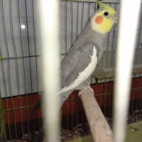 عروس هلندی نر