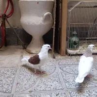 کفتر|پرنده|ساوه, |دیوار