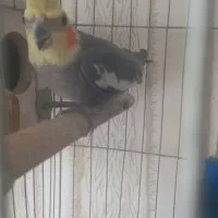 عروس هلندی سرتخم|پرنده|خمینی‌شهر, |دیوار