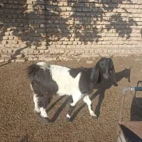 بزغاله ماده ،جنس دار مخصوص داشتی