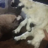 بره سنجابی اصیل|حیوانات مزرعه|ماهیدشت, |دیوار