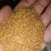 بزر یونجه