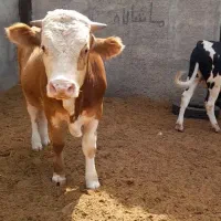 ۳راس گوساله نر سیمینتال پای اخور سلامت