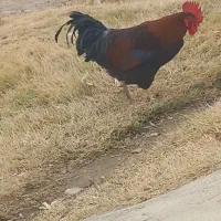 خروس محلی سالم و سرحال چاق