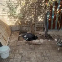 بوقلمون تخم گزار|حیوانات مزرعه|گیان, |دیوار