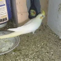 نرو ماده عروس به ضمانت تخم جوجه