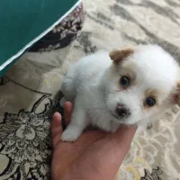 سگ اشپیتز|سگ|مرودشت, ژیان|دیوار