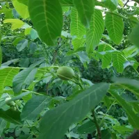 فروش یا معاوضه زمین باغی