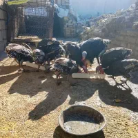 بوقلمون|حیوانات مزرعه|آبدانان, |دیوار