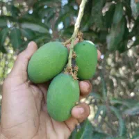 فروش انبه محلی میناب