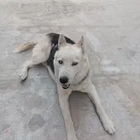 سگ هاسکی|سگ|بهارستان, |دیوار