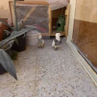 کبوتر طوقی|پرنده|پیر بکران, |دیوار