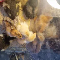 جوجه گلپایگان کاکلی گردن لخت